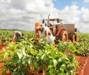 Cuba agricultura