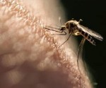 mosquito- dengue